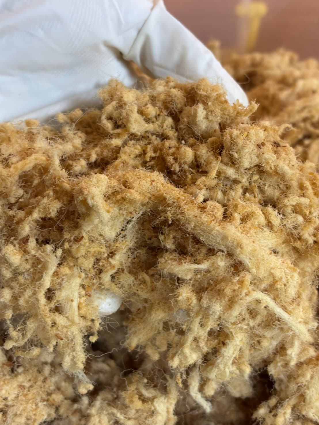 วิธีเก็บรักษาหมูหยองให้อยู่ได้นาน สำหรับร้านเบเกอรี่